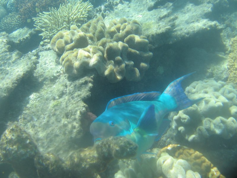 abigparrotfish.jpg