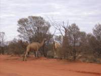 wildcamels_small.jpg